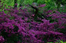 azaleas dry